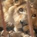 Musul’daki Savaşın Pençesinden Kurtarılan Canlar: Aslan Simba ve Ayı Lula