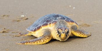 Nesli Koruma Altında Olan ve Ülkemizde Acımasızca Öldürülen Canlar: Caretta Carettalar