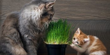 Her Kedi Sahibinin Mutlaka Tanışması Gerektiği Kedi Çimi Hakkında 12 Faydalı Bilgi