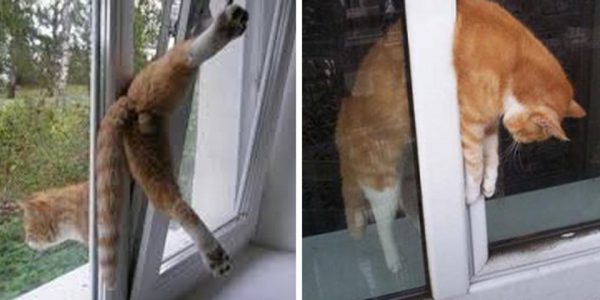 Cat-blocked-in-window