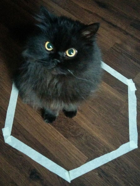 Cat-circle-1