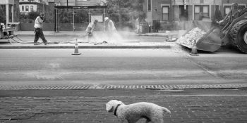 Kadıköy’de Herkese Açık Hayvan Hakları Seminerleri: Dört Ayaklı Şehir