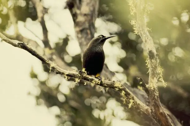 Kauai-Oo-aa-bird