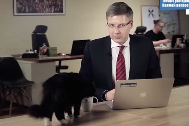 PAY-Cat-interrupts-live-news-broadcast