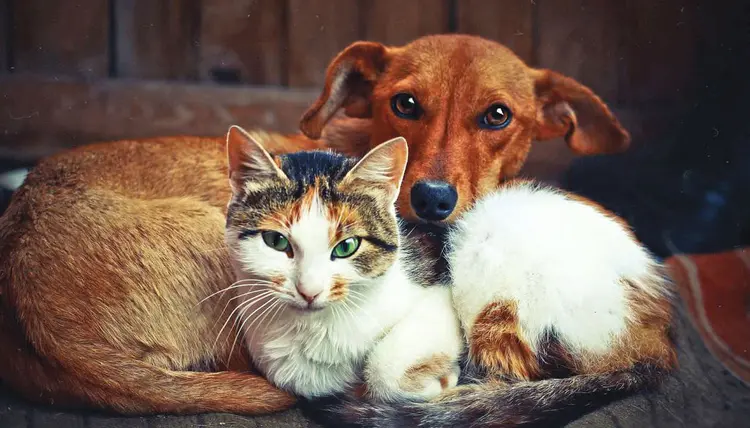 STRAY-DOGS-CATSCo-Exist-with-People-in-Sri-Lanka