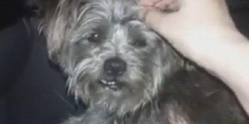 Sahibi Hapse Girdiği İçin Yalnız Kalan Köpeğin Umut Dolu Hikayesi