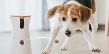 Evcil Hayvanlar İçin Teknolojinin Geldiği Noktayı Anlatan 8 Modern Ürün