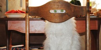 İçlerindeki Jackie Chan’i Ortaya Çıkartan 24 İşinin Ustası Ninja Kedi