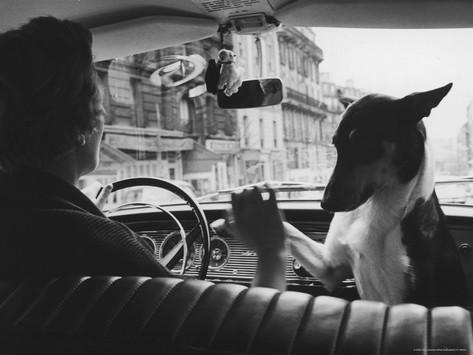 alfred-eisenstaedt-woman-taxi-driver-sharing-front-seat-with-pet-dog