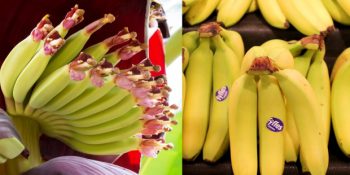 Günlük Hayatta Tükettiğimiz 13 Bitkinin Hasat Edilmeden Önceki Halleri