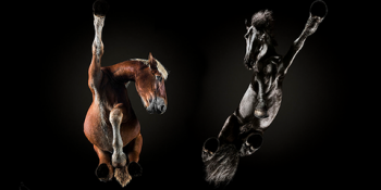 Atlara Başka Bir Açıdan Bakmanızı Sağlayacak 14 Sanatsal Çalışma