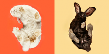 Tavşanlara Başka Bir Açıdan Bakmanızı Sağlayacak 12 Sanatsal Çalışma