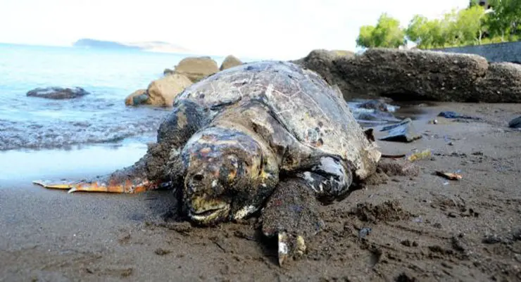 caretta-caretta