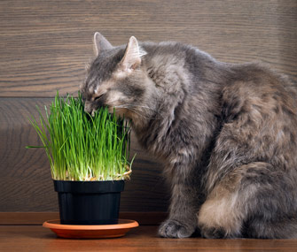 cat-eating-grass-thinkstockphotos-589540074-335