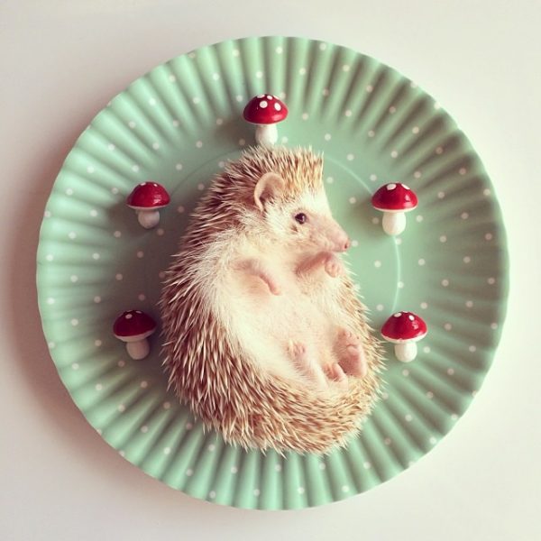cutest-hedgehog-ever-13
