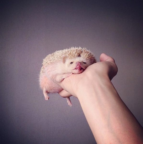 cutest-hedgehog-ever-18