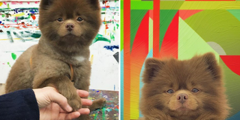 Ayıcık Köpek Bert’in Barınaktan Sanat Galerisine Uzanan Şöhret Hikayesi