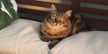 ListeList’in Yaramaz Kedisi Sunny’nin Sokaktan Güzel Bir Yuvaya Uzanan Hikayesi