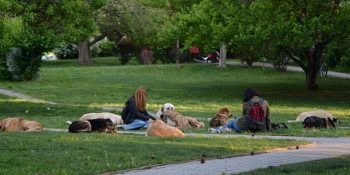 ODTÜ Kampüs Hayvanlarına Sahip Çıkan Duyarlı Gençlerimize Destek Olmak İçin 17 Neden
