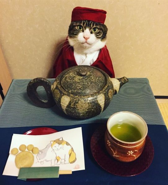 dining-with-dressed-cat-maro-japan-28-58f46af60c909__700