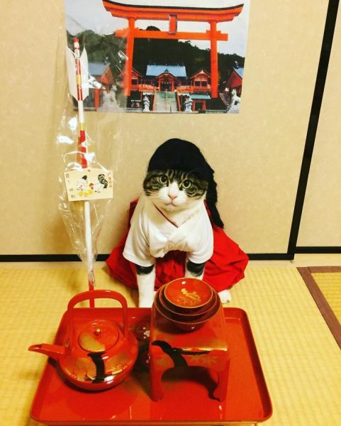 dining-with-dressed-cat-maro-japan-37-58f46b0c2cf01__700