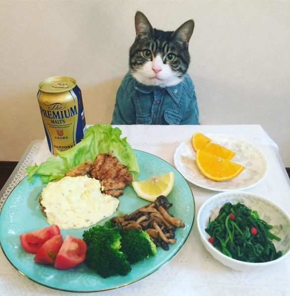 dining-with-dressed-cat-maro-japan-54-58f46b308aa18__700