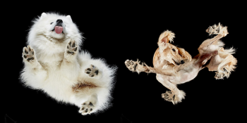 Köpeklere Başka Bir Açıdan Bakmanızı Sağlayacak 24 Sanatsal Çalışma