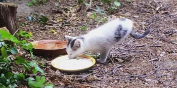 Arka Ayakları Olmasa da Hayata Dört Dörtlük Sarılmış Bir Kedi: Rocket