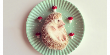 İnternet Dünyasının En Meşhur Kirpisi: Darcy