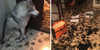 Sahiplerini Beklerken Onlara Minik Yaramazlıklar Hazırlayan 19 Sevimli Hayvan ve Eseri