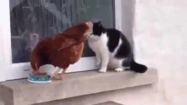 funny-animals-who-dont-give-a-damn-103-58e4df649e3a1__700