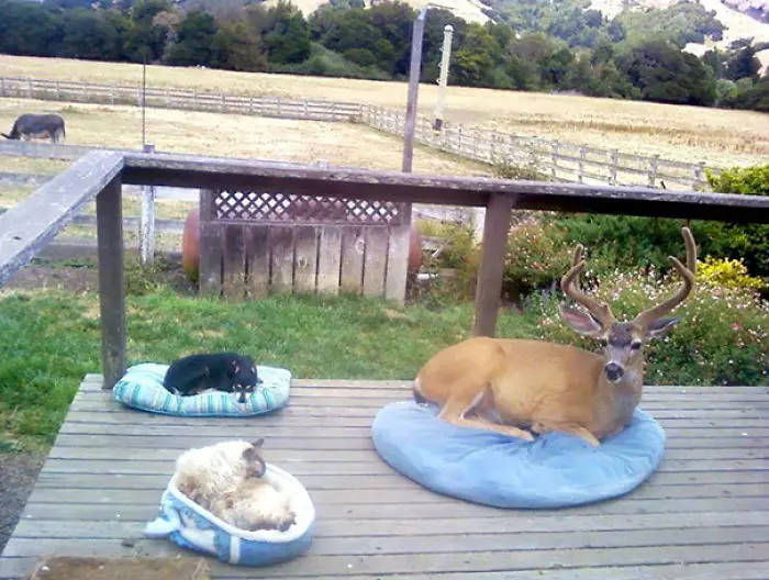 funny-animals-who-dont-give-a-damn-18-58e354069894f__700