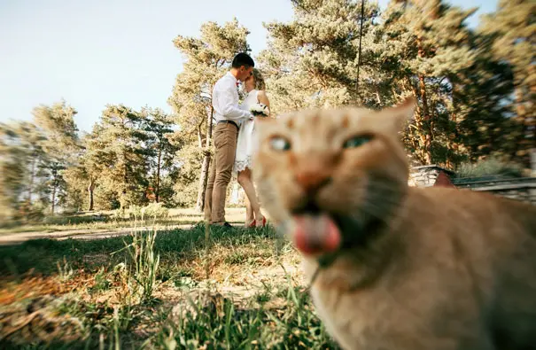 funny-cat-photobombs-56-58e60f5d64fa4__605