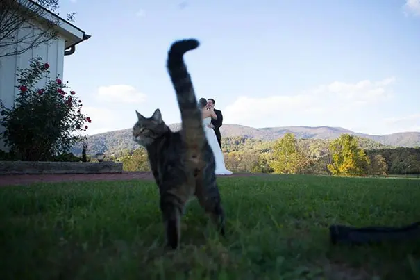 funny-cat-photobombs-58e234c4ba474__605