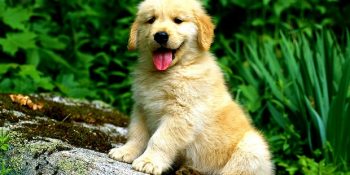 Ford’un Köpek Dadısı Robotları Evcil Hayvan Sahipliğine Yeni Bir Çağ Başlatıyor