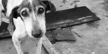 Yeni Hayvan Hakları Yasa Tasarısının İçeriği ve Tuzak Maddeler