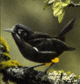 kauai-bird-ds-3