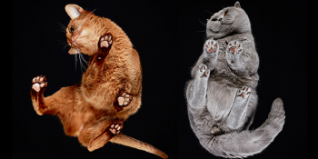 Kedilere Başka Bir Açıdan Bakmanızı Sağlayacak 27 Sanatsal Çalışma