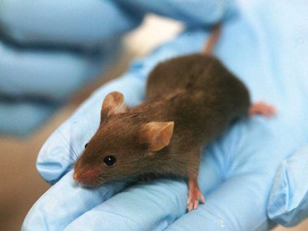 lab-mouse-mice-rat
