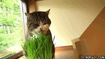 maru-cat-grass-gap