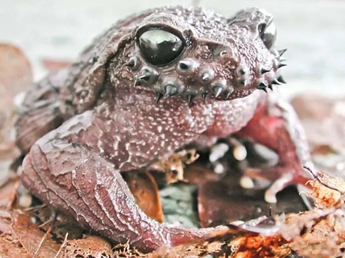 metal-animals-18-58f9b5f9e3cdd__700