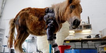 Trajik Bir Kazayla Bacağını Kaybeden Midillinin En Mutlu Günü