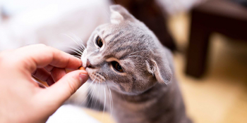 Hem Sağlıklı Hem Kolay: Ev Yapımı Kedi Ödül Maması