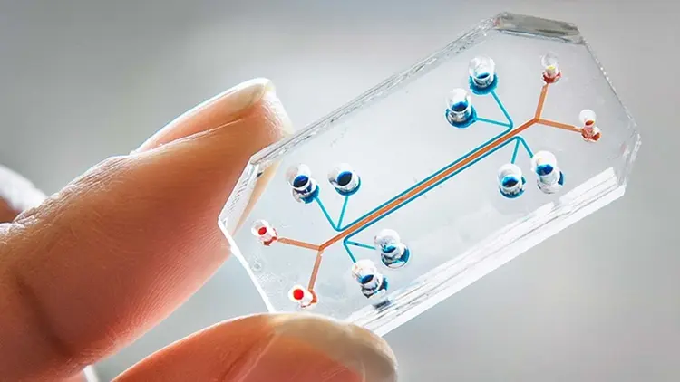 organ-chip-A-human-lung-on-a-chip.