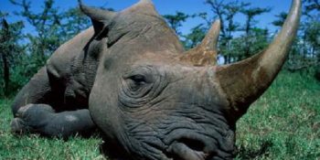 Boynuz Ticaretini Yasallaştıran Güney Afrika’da Gergedanların Soyu Tehlikede