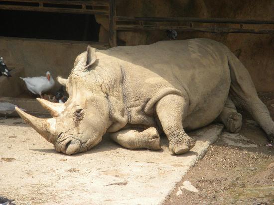 sad-rhino