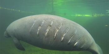 Bot Pervanelerinin Vücutlarında Derin Yara İzleri Bıraktırdığı Masum Canlılar: Deniz Ayıları