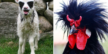 Metal Müziğe Gönül Vermiş 16 Gotik Hayvan