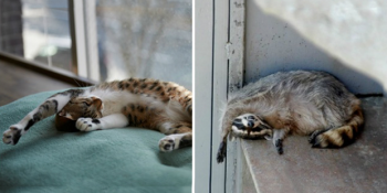 Kediler ve Rakunlar Arasında Benzerlikten Öte Bir İlişki Olduğunun Kanıtı 17 Sevimli Durum