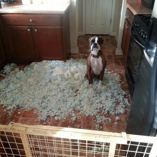 share-the-mess-your-pets-made-when-you-left-them-alone-101-58e63c0f94cec__700